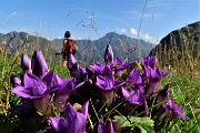 01 Gentiana anisodontaramosa (probabile)  con vista sul Tre Signori ai Piani di Bobbio